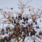 Pemba Island: Ngezi Forest Tour - Exploring Ngezi Forest: The Details That Matter