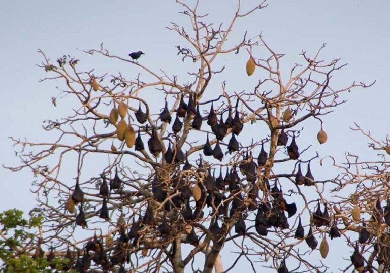 Pemba Island: Ngezi Forest Tour - Exploring Ngezi Forest: The Details That Matter