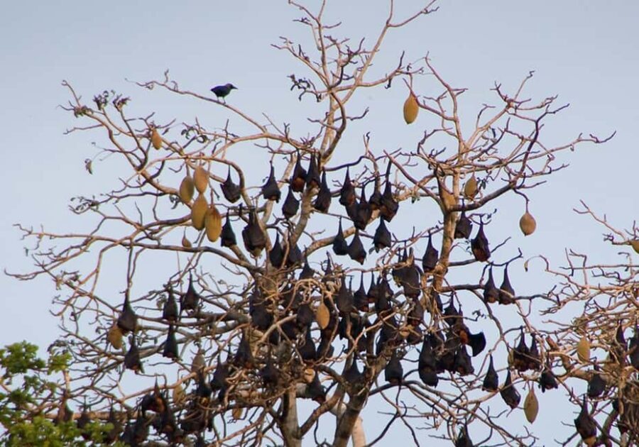 Pemba Island: Ngezi Forest Tour - Exploring Ngezi Forest: The Details That Matter