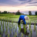 Pemba Island: Rice and Coffee Farm Tour with Tasting - What Makes This Tour Stand Out?