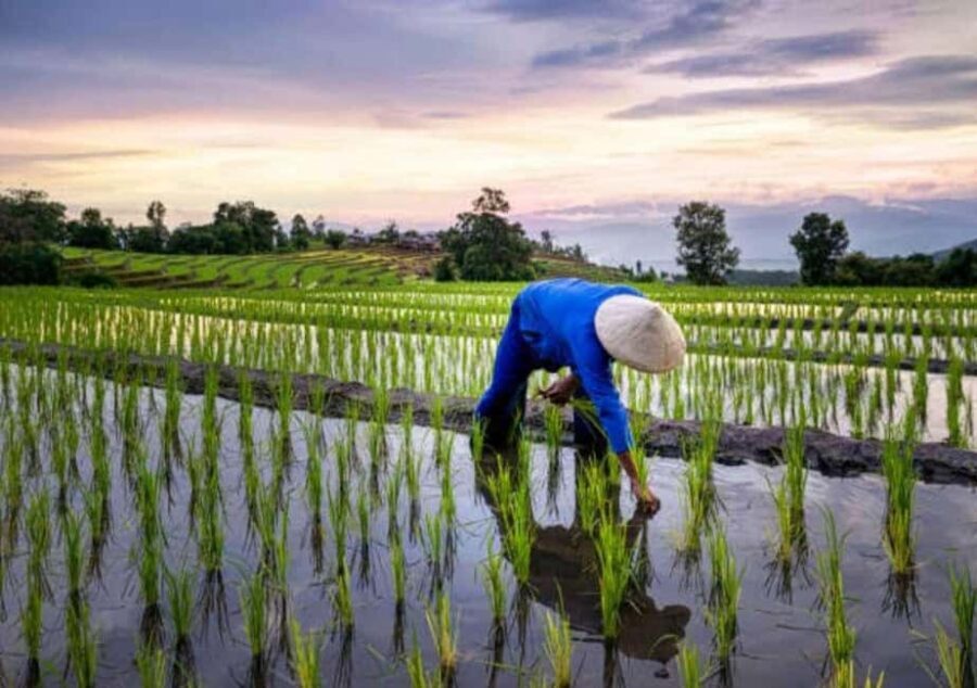 Pemba Island: Rice and Coffee Farm Tour with Tasting - What Makes This Tour Stand Out?