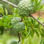 Pemba Island: Spice Farm and Mkama Ndume Tour - What the Tour Entails