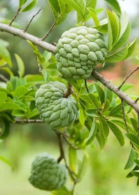 Pemba Island: Spice Farm and Mkama Ndume Tour - What the Tour Entails