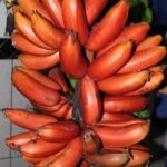 Pemba Island: Spice Farm and Mnarani Ruins Tour - Who This Tour is Perfect For