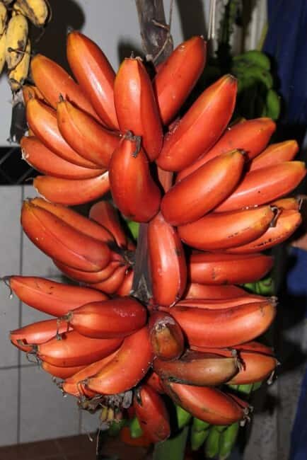 Pemba Island: Spice Farm and Mnarani Ruins Tour - Who This Tour is Perfect For