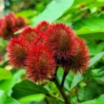 Pemba Island: Spice Farm, Chake Chake & Mkama Ndume Tour - Practicalities and Value