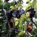 Pemba Island: The Pemba Flying Fox Tour - Who Should Consider This Tour?