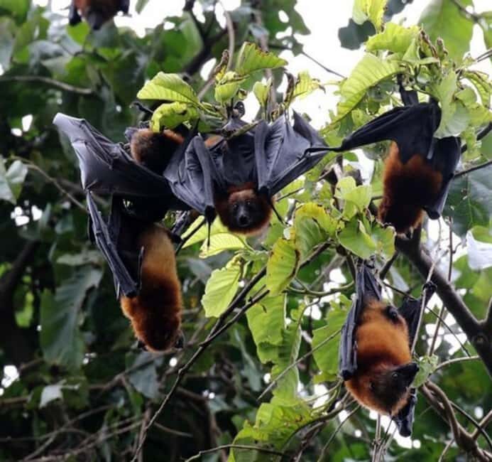 Pemba Island: The Pemba Flying Fox Tour - Who Should Consider This Tour?