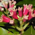 Pemba: Tumbe Village, Spice Farm, and Kojani Island Tour - Walking Through Spice Farms – Aromas and Agriculture
