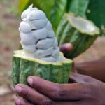 Pemba: Tumbe Village Tour with Spice Farm Visit - Essential Oil Distillery: From Spice to Healing