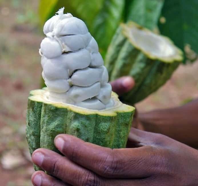 Pemba: Tumbe Village Tour with Spice Farm Visit - Essential Oil Distillery: From Spice to Healing