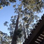 Pemberton: 2.5h Ultimate Ziplines & High Ropes Experience - Additional Practical Details