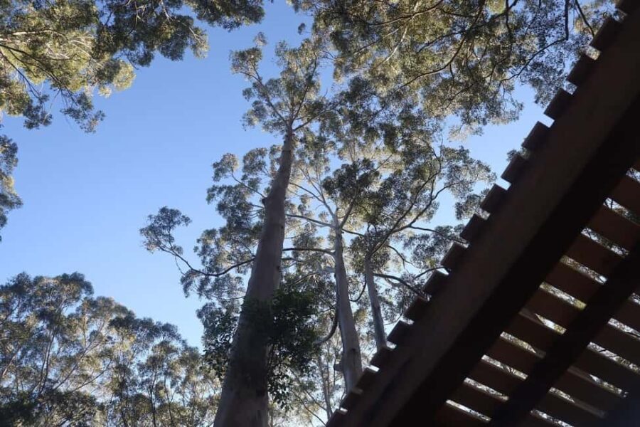 Pemberton: 2.5h Ultimate Ziplines & High Ropes Experience - Additional Practical Details