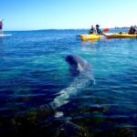 Penguin and Seal Islands Sea Kayaking Experience - Who Will Love This Tour?