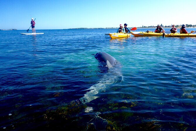 Penguin and Seal Islands Sea Kayaking Experience - Who Will Love This Tour?