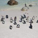 Penguin Half-Day Tour With Ticket Included (Join a Group) - The Practical Side: Transportation and Logistics