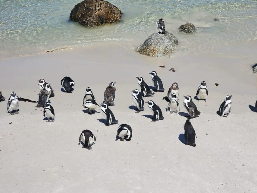 Penguin Half-Day Tour With Ticket Included (Join a Group) - The Practical Side: Transportation and Logistics