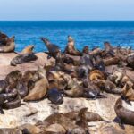 Peninsula Tour: Full Day Cape Point and Penguin Beach - Wildlife Encounters That Feel Personal
