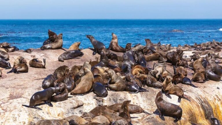 Peninsula Tour: Full Day Cape Point and Penguin Beach - Wildlife Encounters That Feel Personal