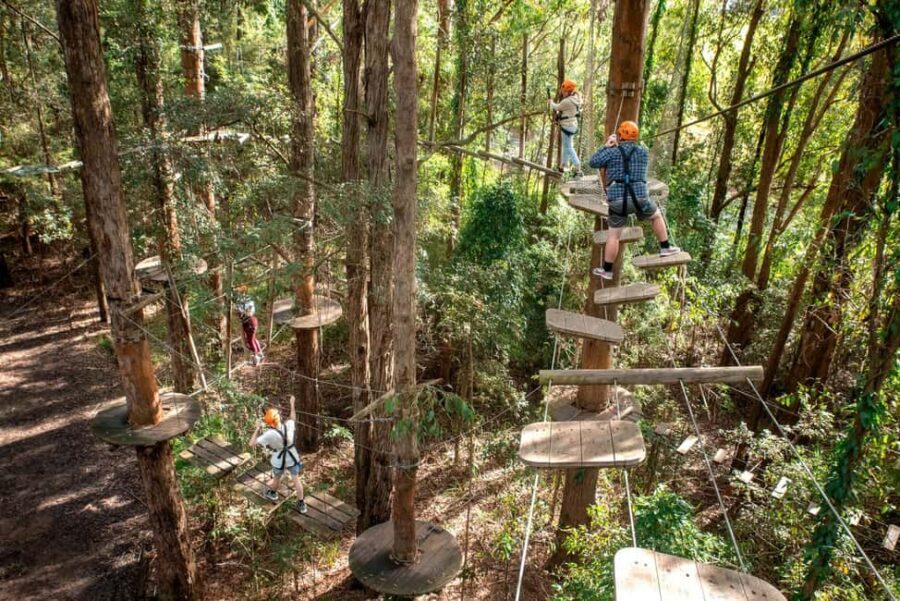 Pennant Hills: Tree Ropes Course Session - Exploring the Treetops Adventure Experience