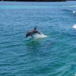 Perth: Dolphin, Sealion & Wildlife Cruise with Lunch - Who Is This Tour Best For?
