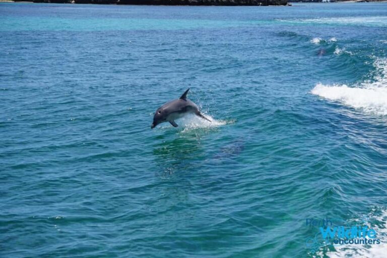 Perth: Dolphin, Sealion & Wildlife Cruise with Lunch - Who Is This Tour Best For?