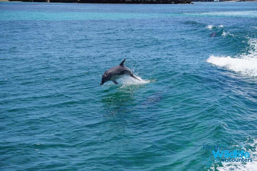 Perth: Dolphin, Sealion & Wildlife Cruise with Lunch - Who Is This Tour Best For?