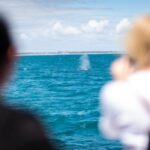 Perth: Whale Watching Cruise from Hillarys Boat Harbour - Who Will Love This Tour?