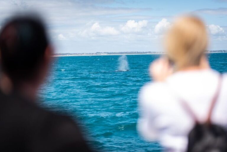 Perth: Whale Watching Cruise from Hillarys Boat Harbour - Who Will Love This Tour?