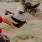 Peterborough: Alpaca Meet and Greet Experience - What to Expect from the Alpaca Meet and Greet