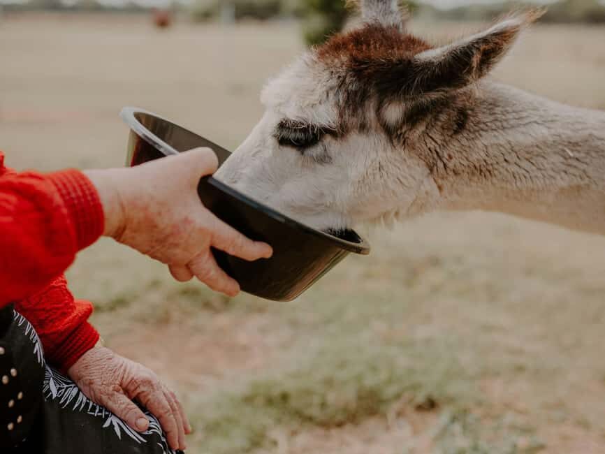 Peterborough: Alpaca Meet and Greet Experience - What to Expect from the Alpaca Meet and Greet