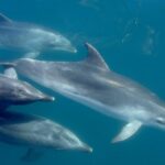 Phantom Sailing Bay of Islands - The Practicalities: What to Know Before You Book
