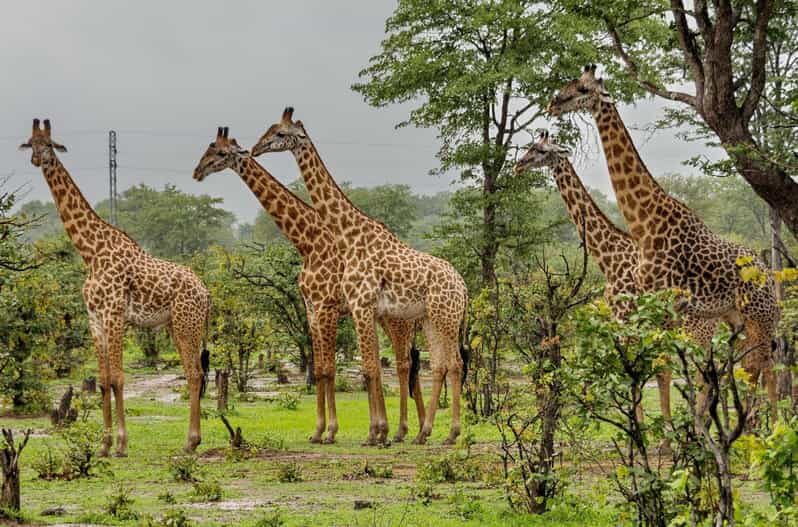 Phezulu 1/2 Day Tour From Durban - What You Can Expect from the Phezulu Half-Day Tour
