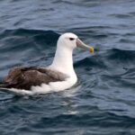 Philip Island: Dolphin and Whale Cruise - The Scenic Route and Guided Commentary