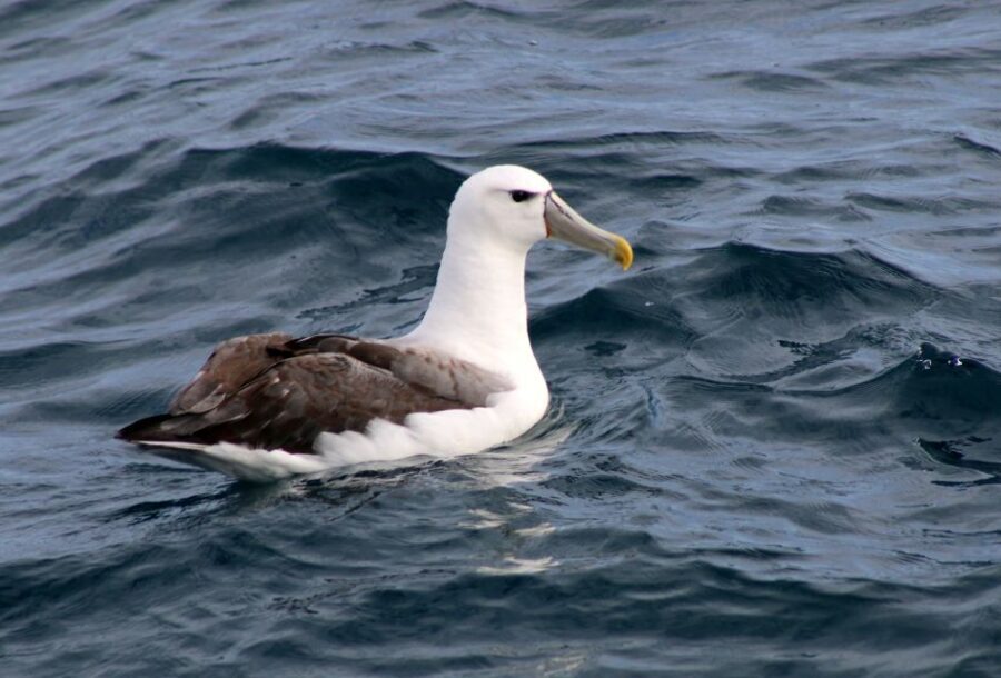 Philip Island: Dolphin and Whale Cruise - The Scenic Route and Guided Commentary