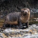 Philip Island: Seal Watching Cruise - The Value of the Tour