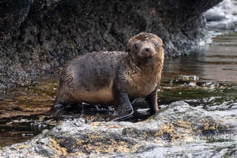Philip Island: Seal Watching Cruise - The Value of the Tour