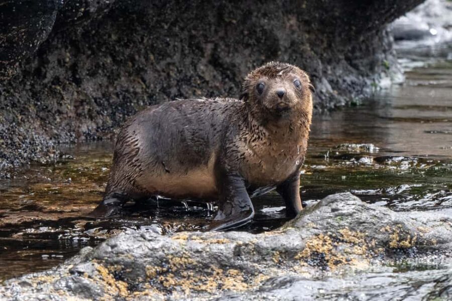 Philip Island: Seal Watching Cruise - The Value of the Tour