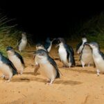 Phillip Island and French Island Wildlife Expedition - Final Thoughts: Who Should Consider This Tour?
