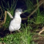 Phillip Island Penguin and Koala Highlights Day-Trip from Melbourne - Who Would Love This Tour?