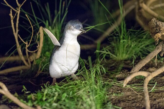 Phillip Island Penguin and Koala Highlights Day-Trip from Melbourne - Who Would Love This Tour?
