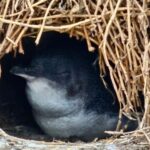 Phillip Island Penguin Parade Afternoon Tour from Melbourne - Why You Should Consider This Tour