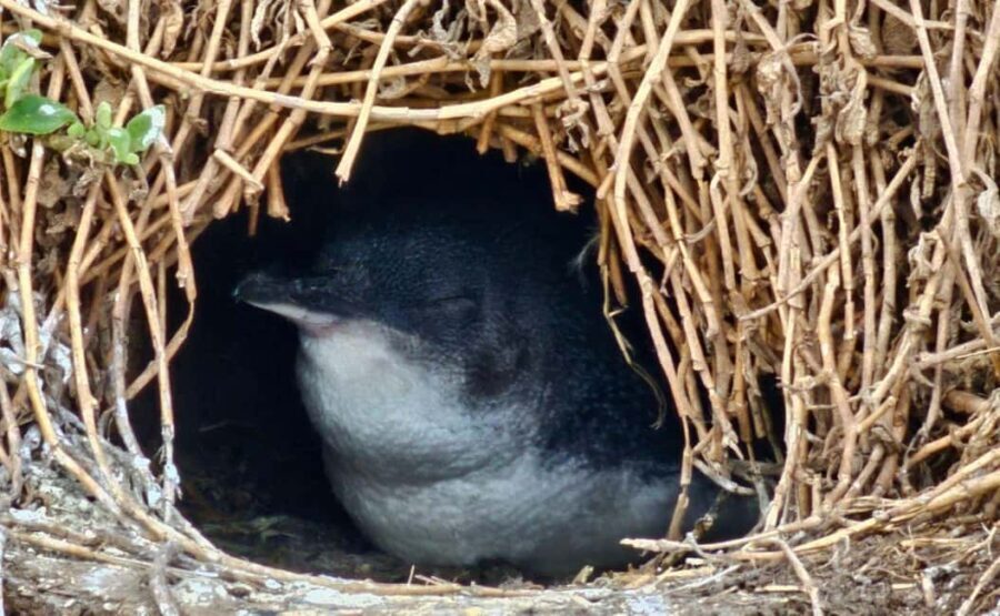 Phillip Island Penguin Parade Afternoon Tour from Melbourne - Why You Should Consider This Tour