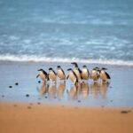 Phillip Island: Penguin Parade and Multi Attraction Pass - Churchill Island Heritage Farm — Stepping Back in Time