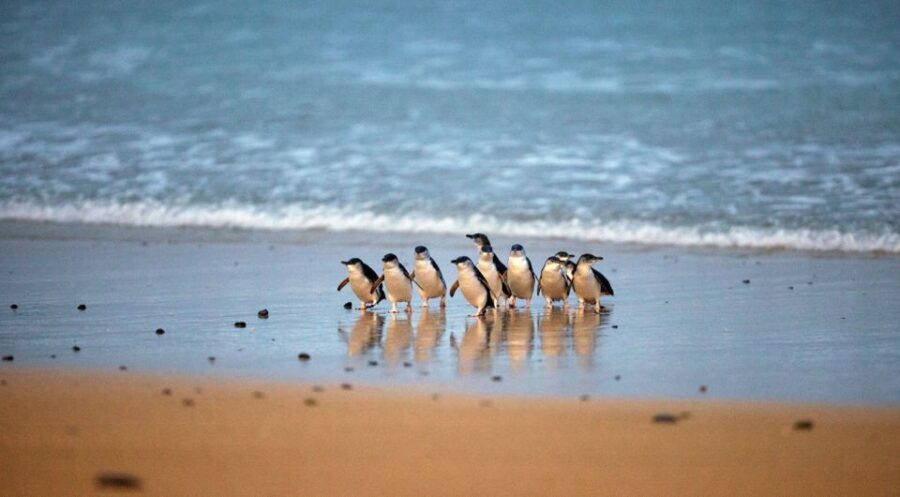 Phillip Island: Penguin Parade and Multi Attraction Pass - Churchill Island Heritage Farm — Stepping Back in Time