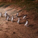 Phillip Island Penguin Parade Day Tour from Melbourne - How the Tour Runs