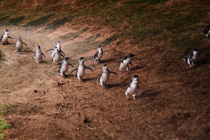 Phillip Island Penguin Parade Day Tour from Melbourne - How the Tour Runs
