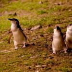 Phillip Island Penguin Parade Express Tour from Melbourne - The Value in Your Wallet