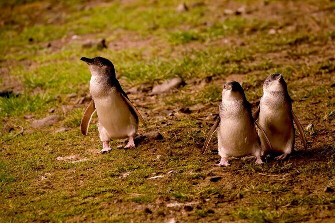 Phillip Island Penguin Parade Express Tour from Melbourne - The Value in Your Wallet