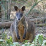Phillip Island Penguin Parade Tour max 11 Hotel Pickup - Why This Tour Offers Great Value